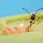 Cosa sono gli insetti utili e quali benefici possono portare
