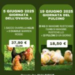 Giugno 2025 da Baldisseri