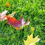 Come rifare il prato in autunno: consigli per un prato perfetto